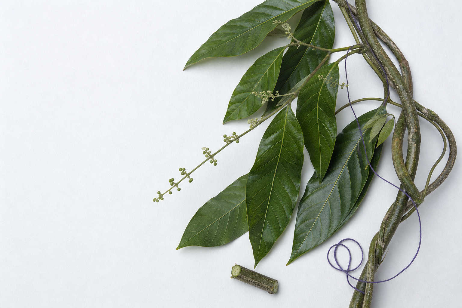 Banisteriopsis caapi-liaan met bladeren